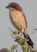 Woodchat Shrike