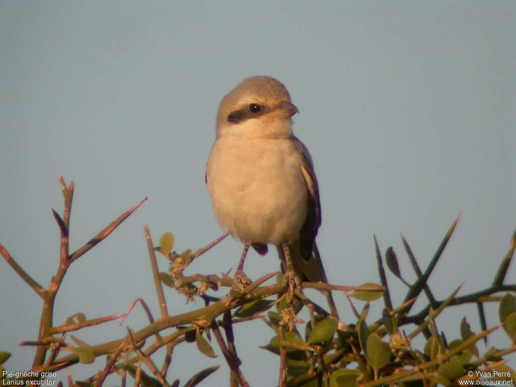 Pie-grièche griseimmature