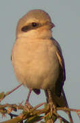 Great Grey Shrike