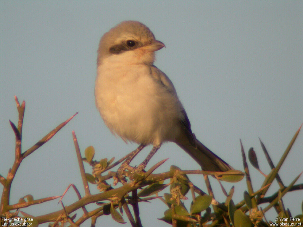 Pie-grièche griseimmature