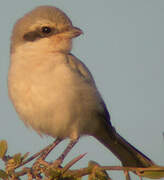 Great Grey Shrike