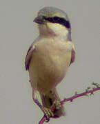 Great Grey Shrike