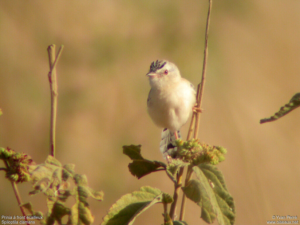 Prinia à front écailleuxadulte, portrait, Comportement