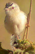 Prinia à front écailleux