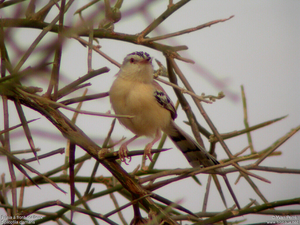 Prinia à front écailleux mâle adulte, habitat, pigmentation