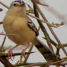 Prinia à front écailleux
