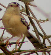 Cricket Warbler