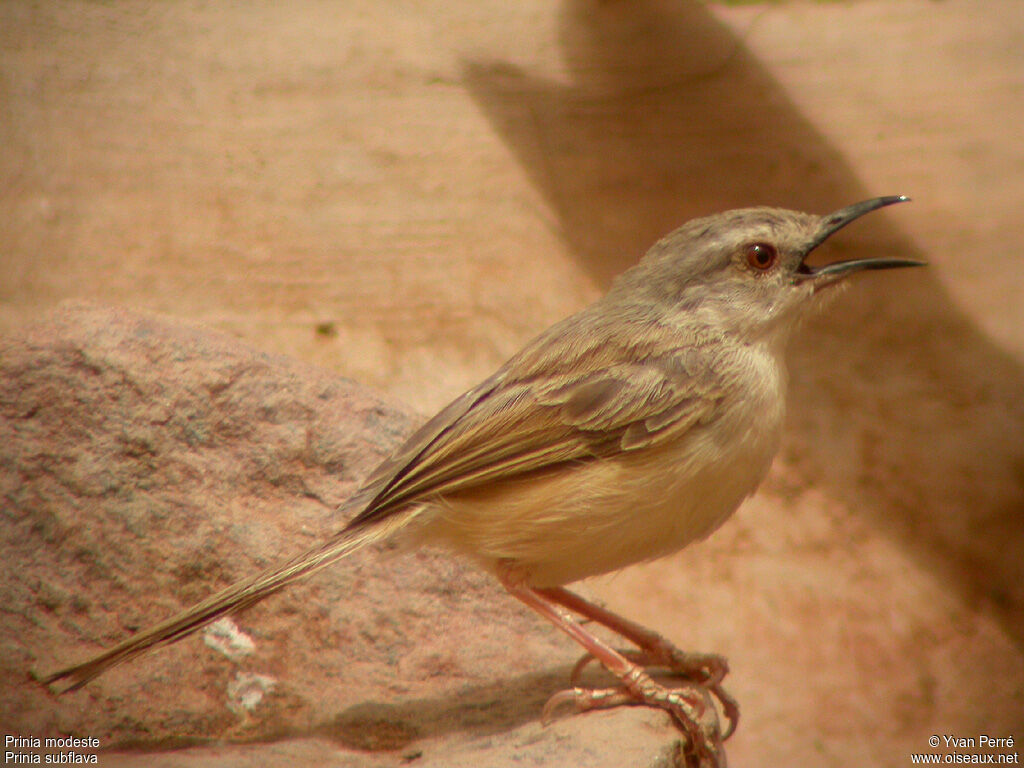 Tawny-flanked Priniaadult