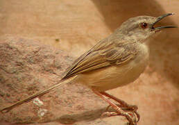 Tawny-flanked Prinia