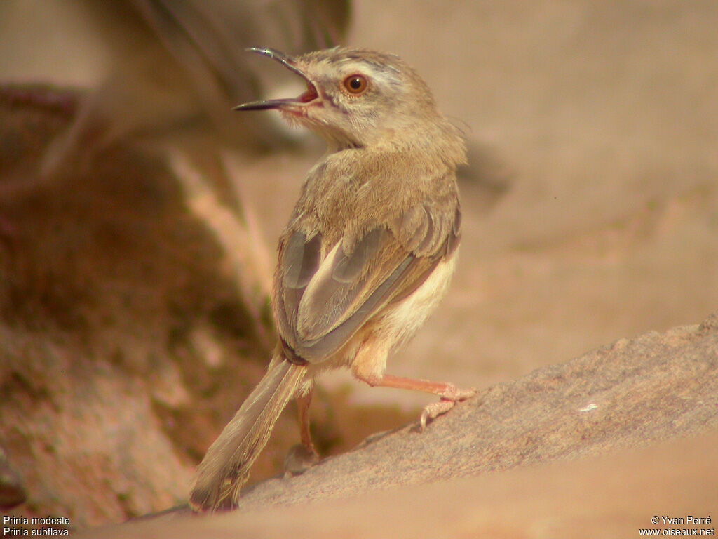 Prinia modesteadulte