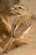 Tawny-flanked Prinia