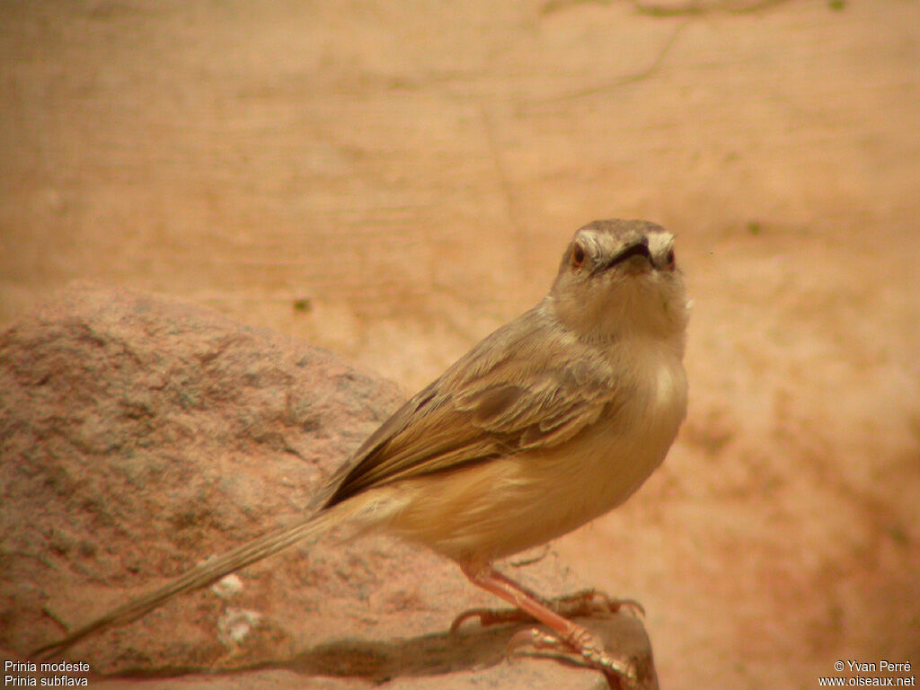 Tawny-flanked Priniaadult