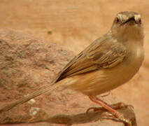 Tawny-flanked Prinia