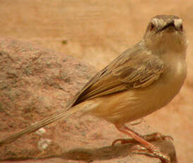 Prinia modeste