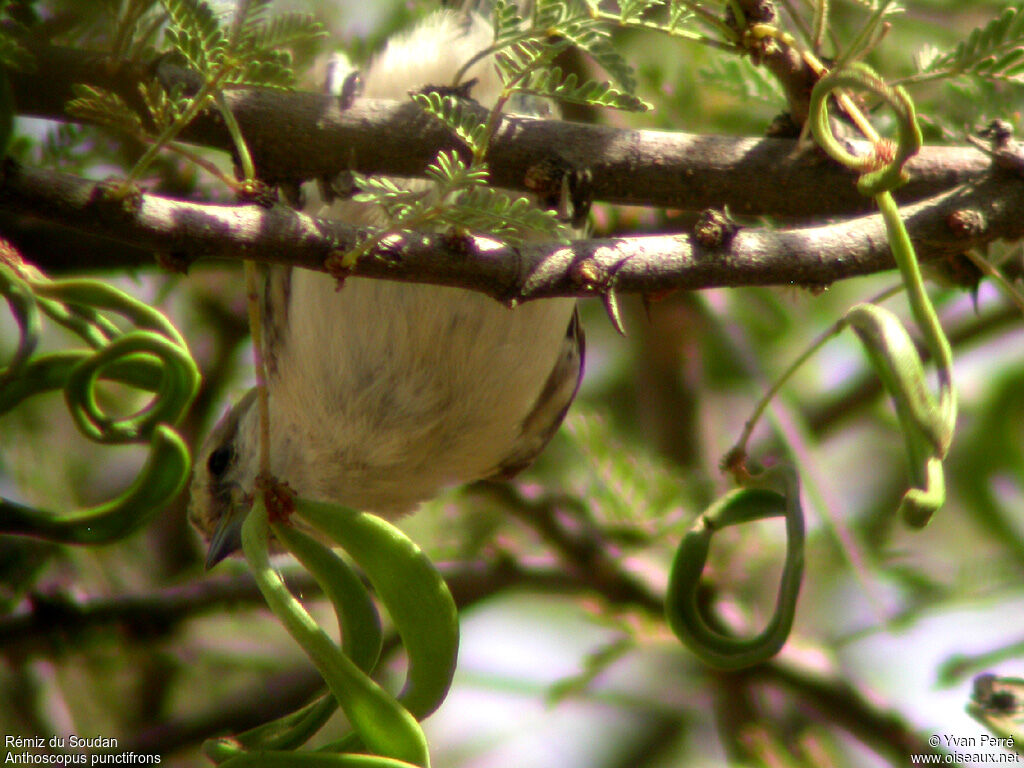 Sennar Penduline Titadult