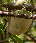 Sennar Penduline Tit