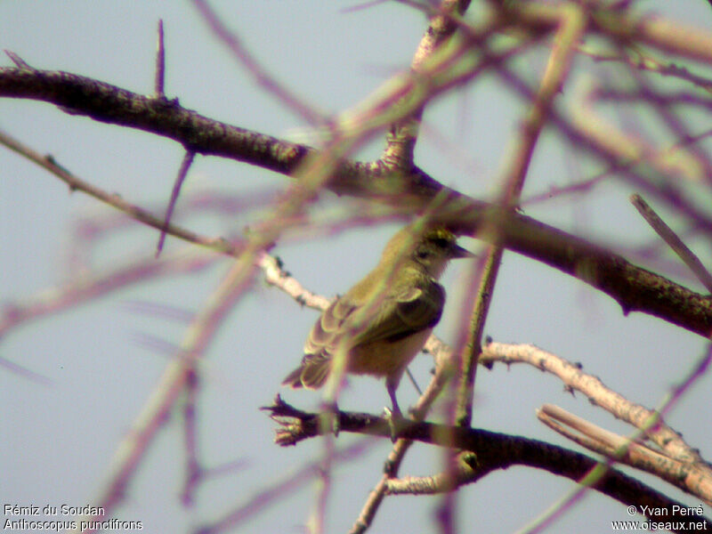 Sennar Penduline Titadult