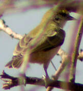 Sennar Penduline Tit