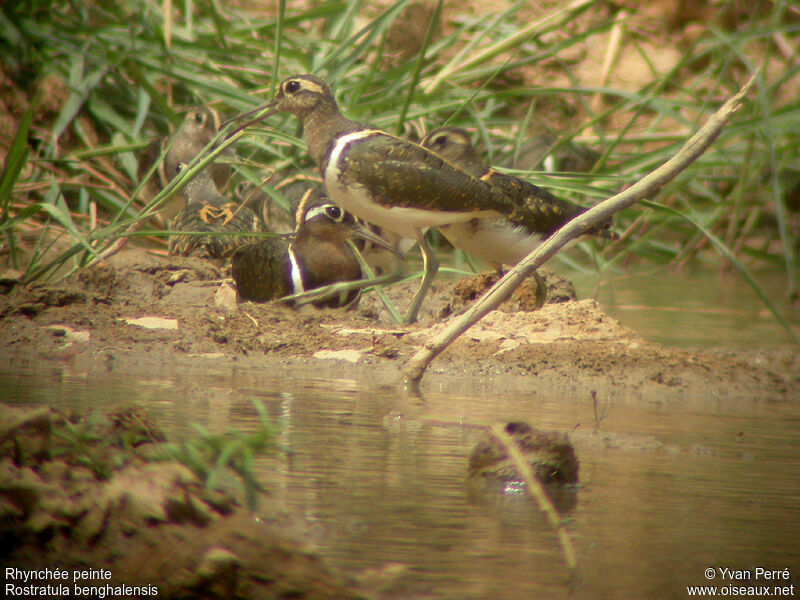 Greater Painted-snipeadult