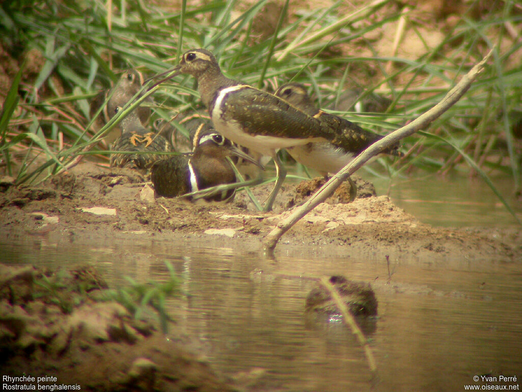 Greater Painted-snipeadult