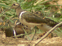 Greater Painted-snipe