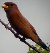 Broad-billed Roller