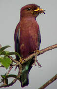 Broad-billed Roller