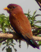 Broad-billed Roller