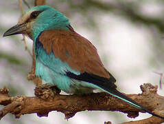 Abyssinian Roller