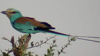 Abyssinian Roller