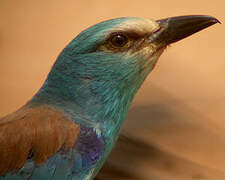 Abyssinian Roller