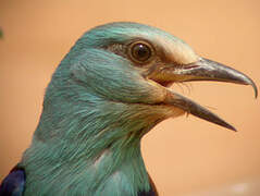 Abyssinian Roller