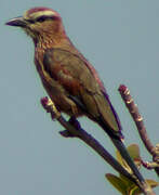 Purple Roller