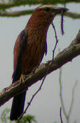 Purple Roller