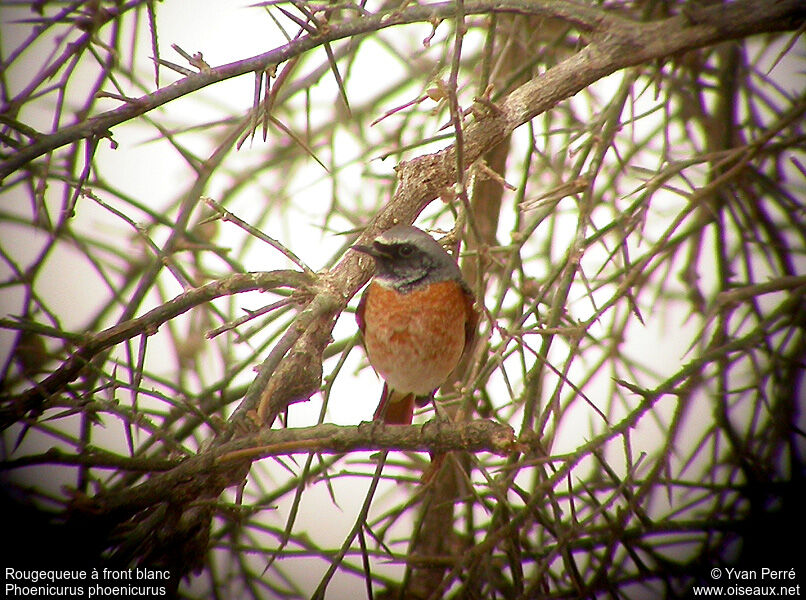 Common Redstart male adult