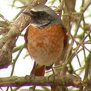 Common Redstart