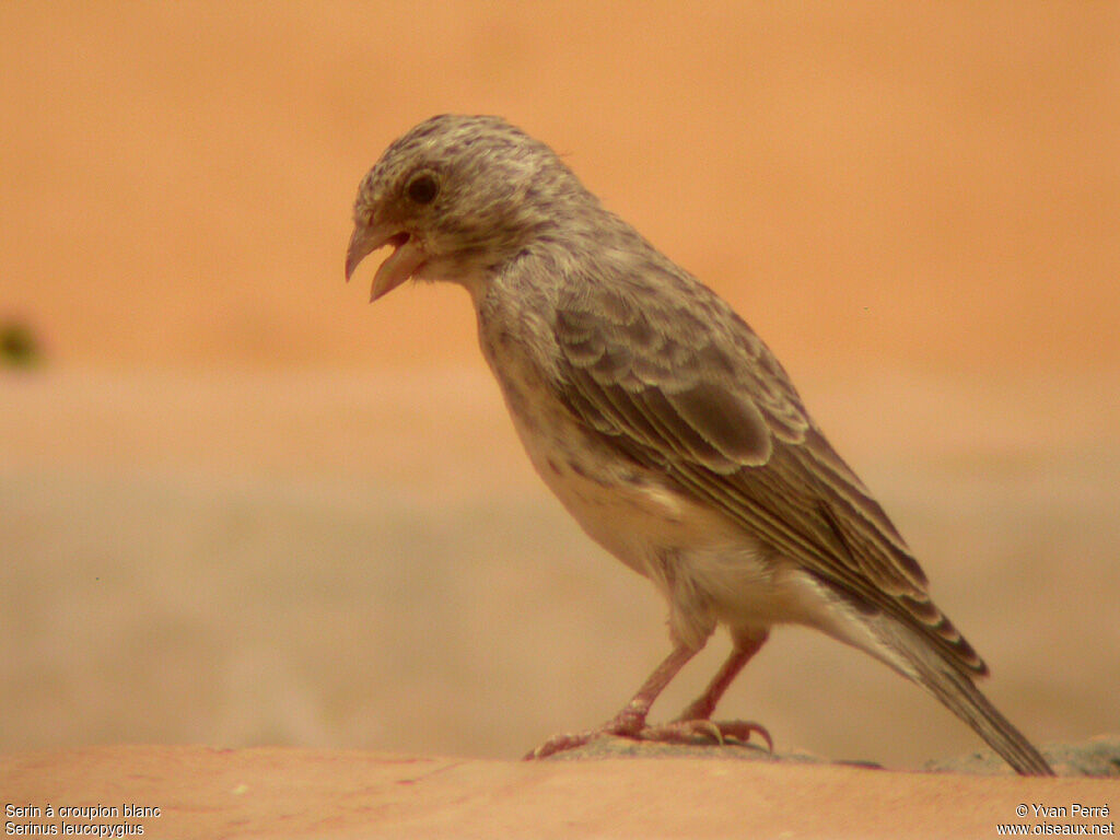 Serin à croupion blancadulte