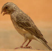 White-rumped Seedeater