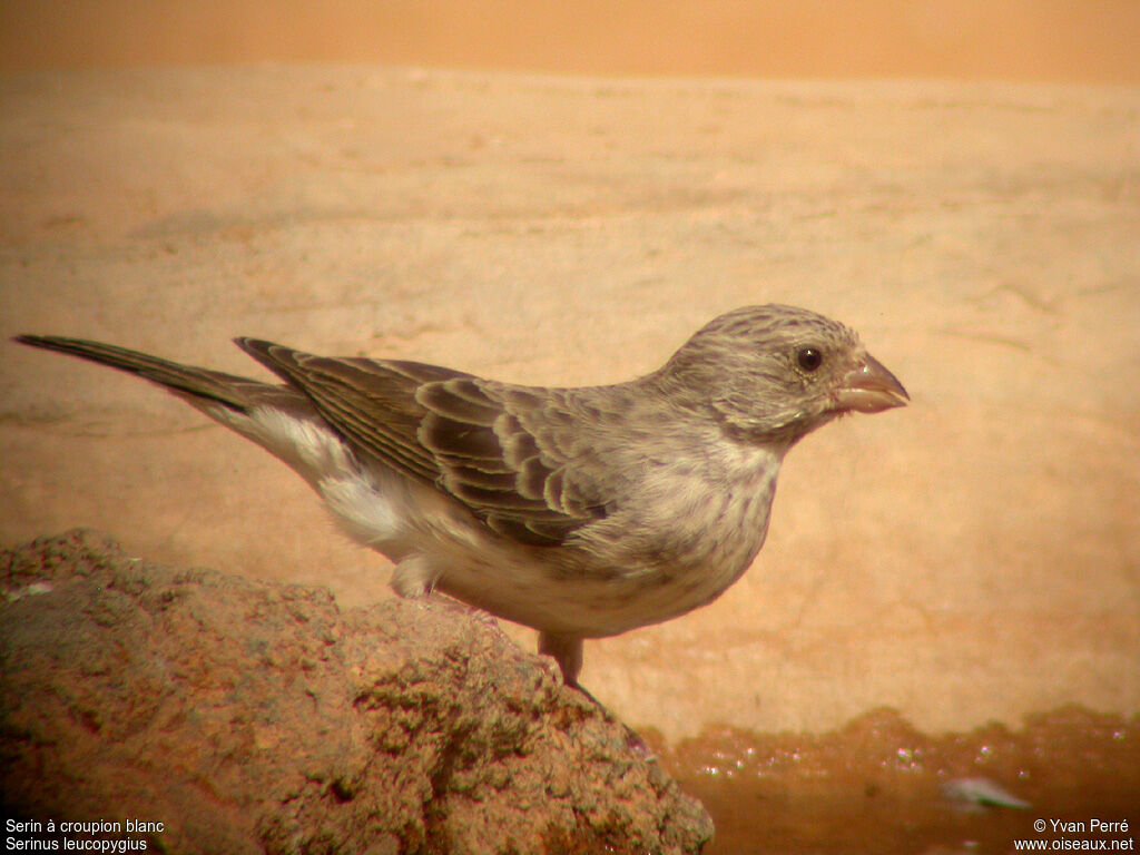 White-rumped Seedeateradult