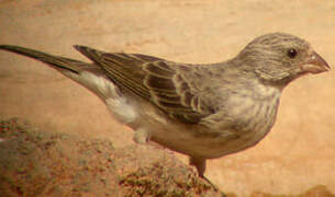 White-rumped Seedeater