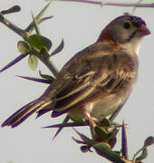 Speckle-fronted Weaver