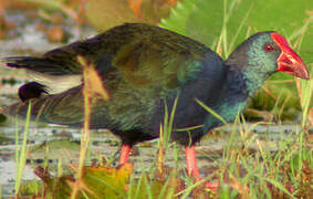 African Swamphen