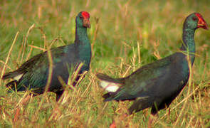 African Swamphen