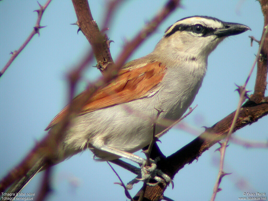 Black-crowned Tchagraadult