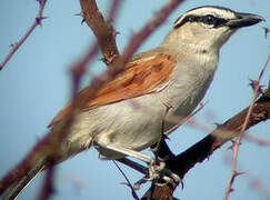 Black-crowned Tchagra