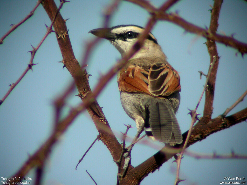 Black-crowned Tchagraadult