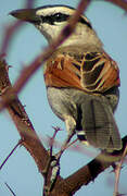 Black-crowned Tchagra