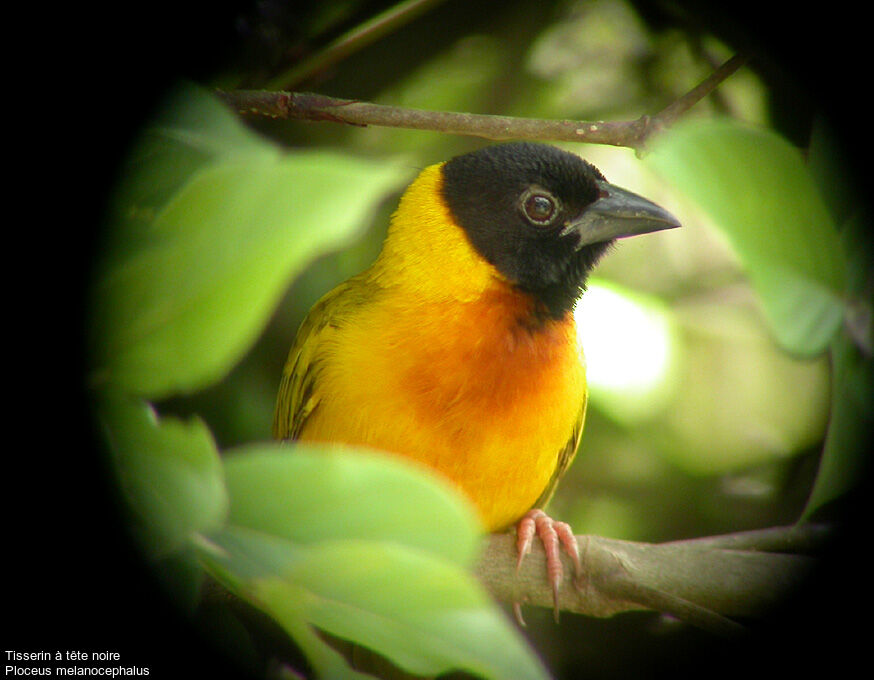 Black-headed Weaver male adult breeding