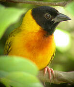 Black-headed Weaver