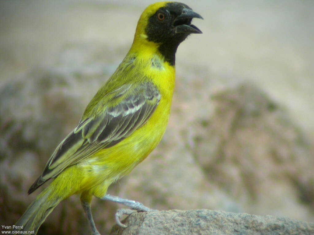 Tisserin minule mâle adulte nuptial, identification